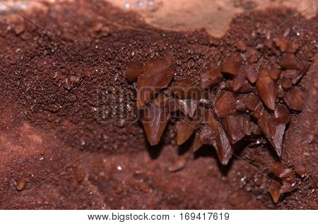 Brown Calcite Crystal Growing From The Ceiling Of A Rock Cavity