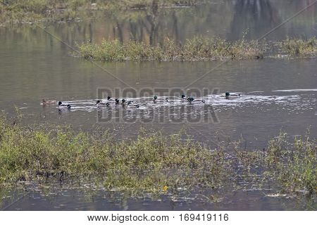 Nile geese in the Danube with shadowplay colorful water