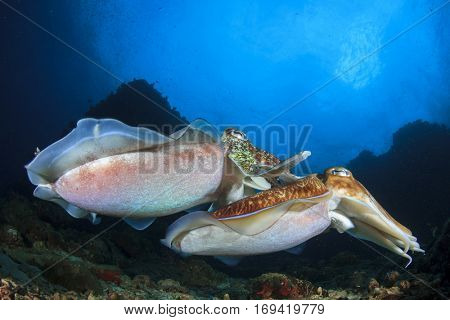 Pair Pharaoh Cuttlefish mating