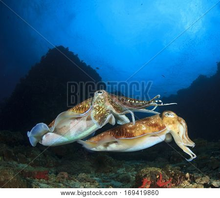 Pair Pharaoh Cuttlefish mating