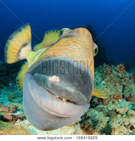 Titan Triggerfish fish close up portrait