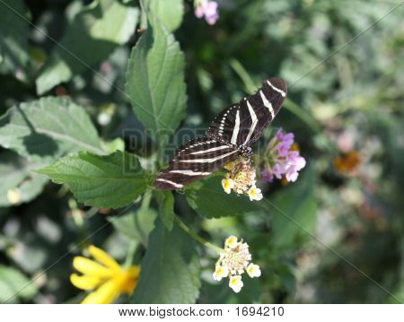 Zebra Longwing motýl 