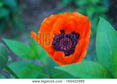 Pretty flowering orange oriental poppy flower blossom.