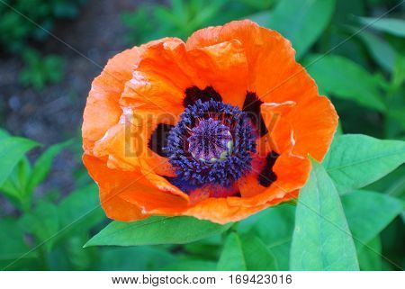 Flowering orange Oriental poppy flower blossom in a garden.