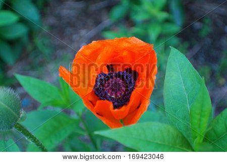 Pretty flowering orange poppy flower blossom in a garden.