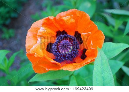 Garden with a blooming oriental poppy flower blossom.