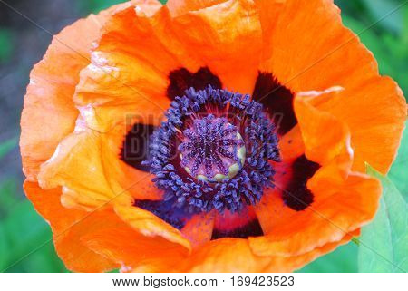 Beautiful orange Oriental poppy flower blossom up close