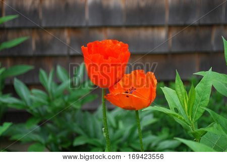 Flowering pair of blooming orange oriental poppies.