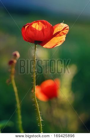 Sunshine on the red poppy flower petal