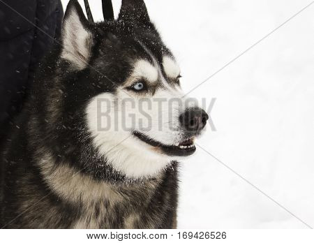 beautiful animal husky dog in snowy winter heterochromia in the Park with the hostess