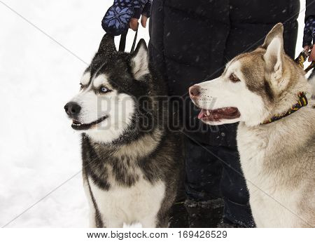 beautiful animal husky dog in snowy winter heterochromia in the Park with the hostess