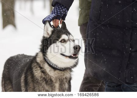 beautiful animal husky dog in snowy winter heterochromia in the Park with the hostess