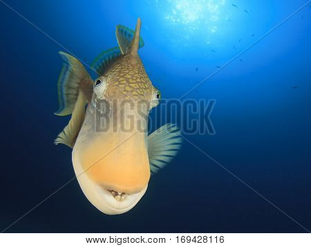 Fish portrait Yellowmargin Triggerfish
