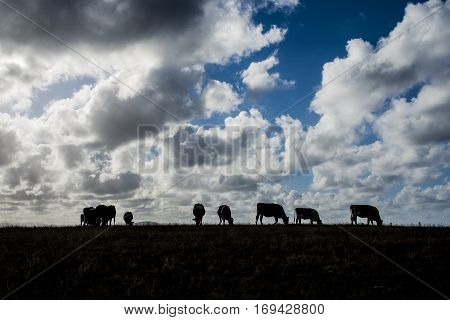 Silhouettes of cows at sunset, in Playa de las Catedrales (Galicia, Spain)