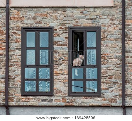 Cat sitting in the window frame of a stone house
