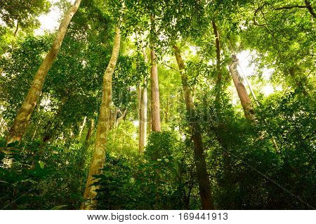 Jungle forest with tropical tree at the Khao Phra Thaeo Phuket Thailand