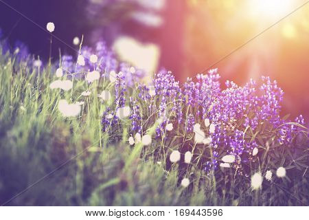 Spring Wildflowers Sunset Scenery. Beautiful Mountain Wildflowers. Olympic Peninsula American Northwest.