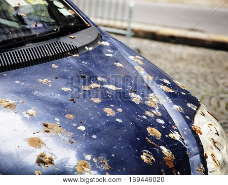 hood of car with lot of bird droppings, bad parking concept close up