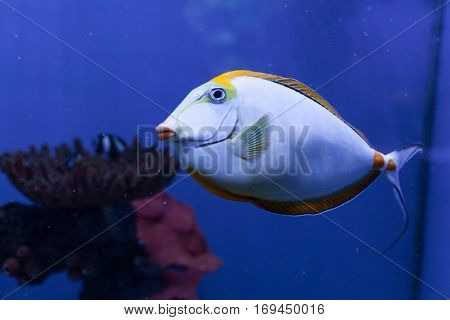 Naso lituratus orangespine unicornfish tropical fish closeup