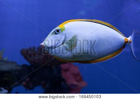 Naso lituratus orangespine unicornfish tropical fish closeup