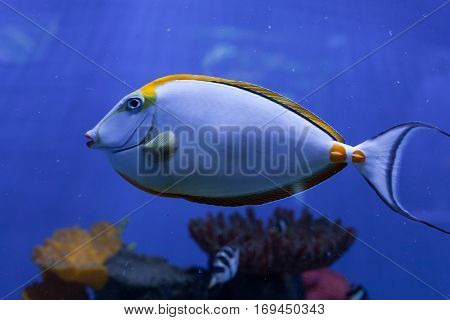 Naso lituratus orangespine unicornfish tropical fish closeup