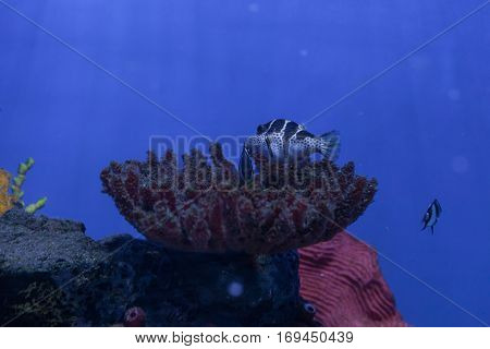 Dascyllus melanurus with small tropical fish closeup