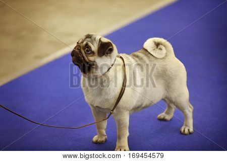 Cute funny pugdog at show