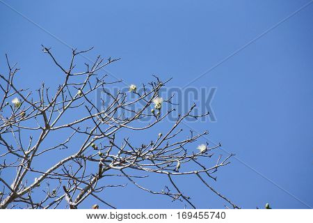 Abscission. A tree dropping old leaves and having new leaves in winter Thailand
