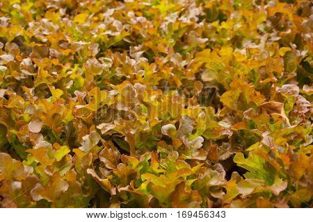 agriculture, beauty, cameron, closeup, farm, farming, field, food, fresh, garden, gardening, green, growth, healthy, hydro, hydroponic, leaf, natural, nature, nutrition, organic, phonic, plant, plantation, salad, vegetable, vegetarian, red oak