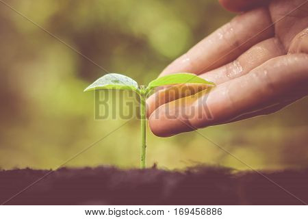 Hand gently touching a young baby plant growing on fertile soil with green background / Love nature