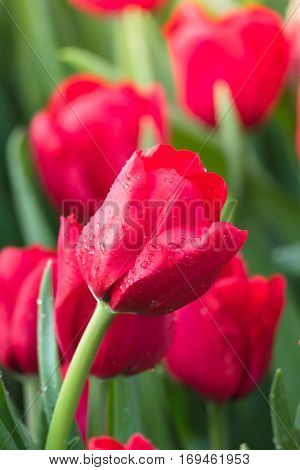 Tulip. Beautiful Bouquet Of Tulips. Colorful Tulips.