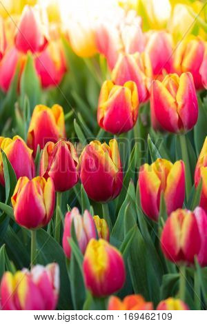 Tulip. Beautiful Bouquet Of Tulips. Colorful Tulips.