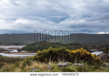 Northwest Coast Scotland - June 6 2012: Scourie Bay at low tide is seen from up a hill. Water meanders between sandbanks and rocky hills. Bluish cloudscape. Yellow broom flowers and green grass.