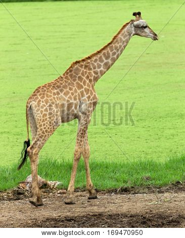 giraffes in the zoo safari park