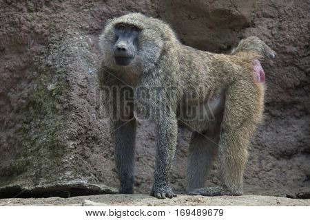 Olive baboon (Papio anubis), also known as the Anubis baboon.