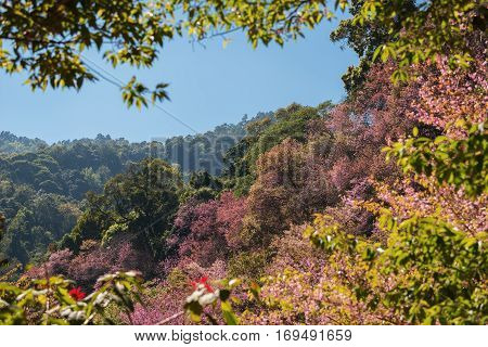 Cherry Blossoms tree on the mountain Khun-Chang-Kian Chiang Mai ,Thailand.