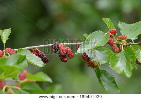 Red mulberry on branch