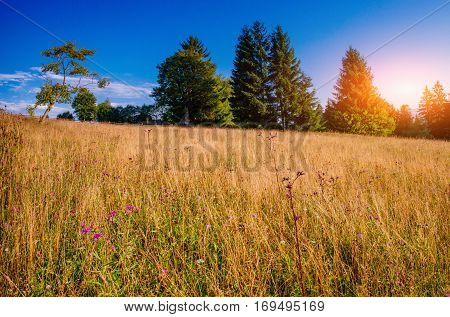 high yellow grass field in the mountains