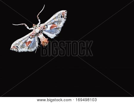 Colorful Moth isolated on black Background - Mariposa colorida