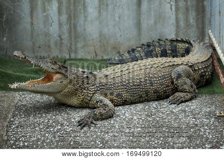 Crocodile open mouth