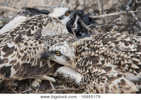 Osprey pulcini In un nido