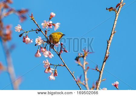 close up yellow bird at pink flower blossom Prunus cerasoides (Sakura Thailand)