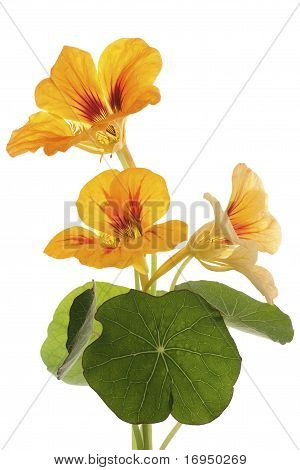 Nasturtium
