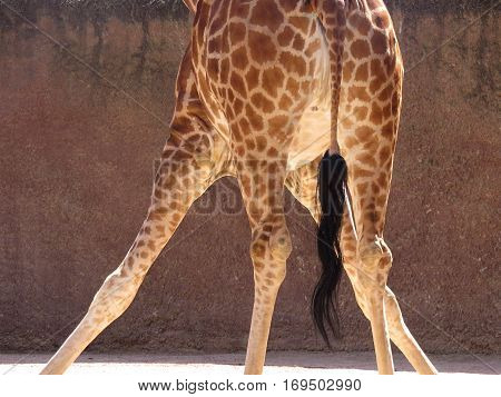 Giraffe in zoo standing in an awkward position. About to do the splits. Acrobatic. Partial view from behind.