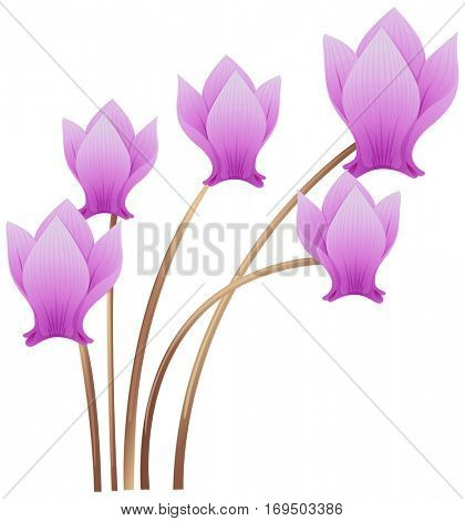 Cyclamen flowers on white