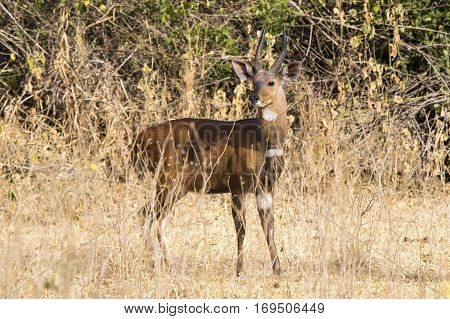 Bushbuck male standing among the bushes in the Ugandan bush sunny day