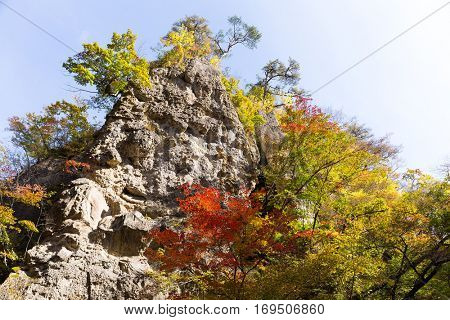 Autumn forest