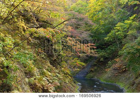 Autumn forest