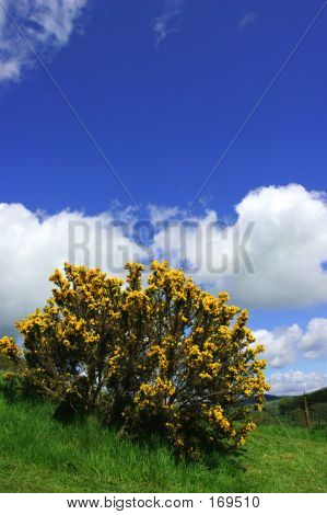 Gorse