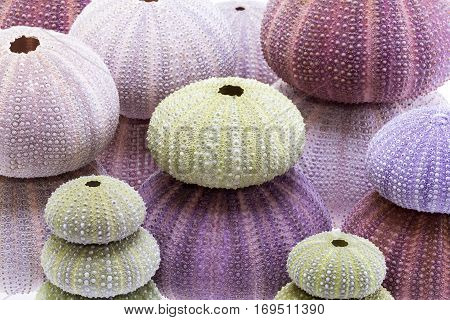 Group of sea shells of sea urchin ( Echinoidea) background.